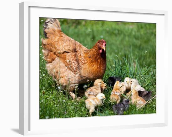 Chicken with Babies-Xilius-Framed Photographic Print