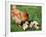 Chicken with Babies-Xilius-Framed Photographic Print