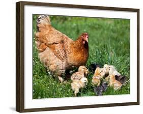 Chicken with Babies-Xilius-Framed Photographic Print