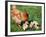 Chicken with Babies-Xilius-Framed Photographic Print