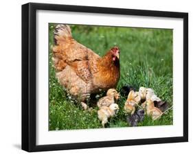 Chicken with Babies-Xilius-Framed Photographic Print