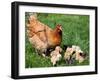 Chicken with Babies-Xilius-Framed Photographic Print