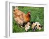 Chicken with Babies-Xilius-Framed Photographic Print