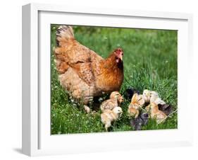 Chicken with Babies-Xilius-Framed Photographic Print