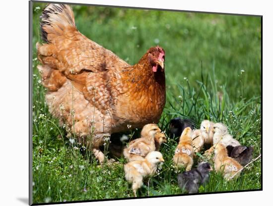 Chicken with Babies-Xilius-Mounted Photographic Print