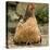 Chicken with Chicks Sheltering under Plumage in Farmyard-null-Stretched Canvas
