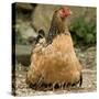 Chicken with Chicks Sheltering under Plumage in Farmyard-null-Stretched Canvas