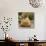 Chicken with Chicks Sheltering under Plumage in Farmyard-null-Photographic Print displayed on a wall