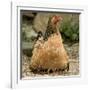 Chicken with Chicks Sheltering under Plumage in Farmyard-null-Framed Photographic Print