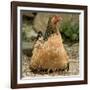 Chicken with Chicks Sheltering under Plumage in Farmyard-null-Framed Photographic Print