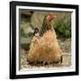 Chicken with Chicks Sheltering under Plumage in Farmyard-null-Framed Photographic Print