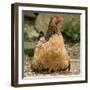 Chicken with Chicks Sheltering under Plumage in Farmyard-null-Framed Photographic Print