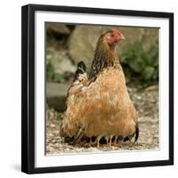 Chicken with Chicks Sheltering under Plumage in Farmyard-null-Framed Photographic Print