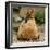 Chicken with Chicks Sheltering under Plumage in Farmyard-null-Framed Photographic Print