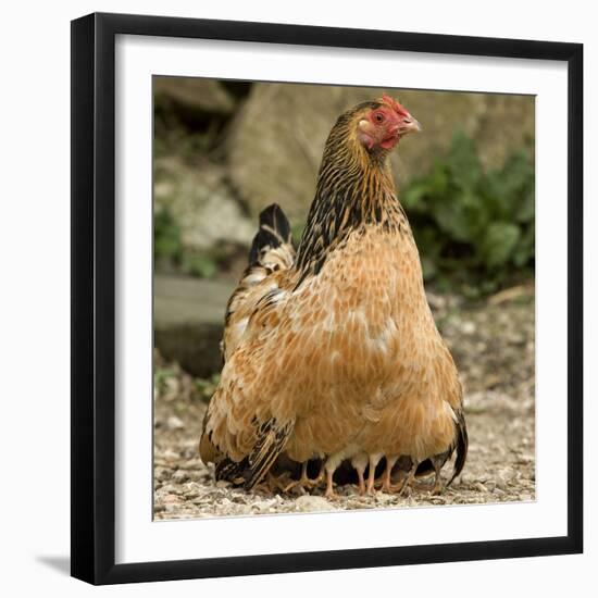 Chicken with Chicks Sheltering under Plumage in Farmyard-null-Framed Photographic Print