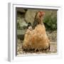 Chicken with Chicks Sheltering under Plumage in Farmyard-null-Framed Photographic Print