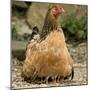 Chicken with Chicks Sheltering under Plumage in Farmyard-null-Mounted Photographic Print