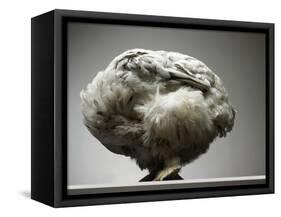 Chicken-Adrianna Williams-Framed Stretched Canvas