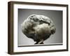 Chicken-Adrianna Williams-Framed Premium Photographic Print