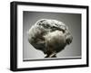 Chicken-Adrianna Williams-Framed Premium Photographic Print