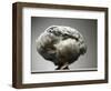 Chicken-Adrianna Williams-Framed Photographic Print