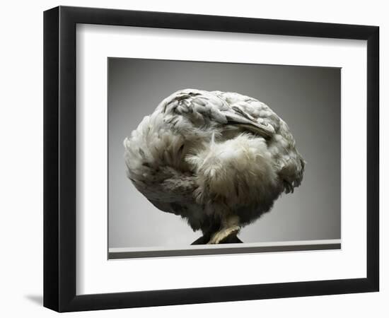 Chicken-Adrianna Williams-Framed Photographic Print