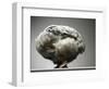 Chicken-Adrianna Williams-Framed Photographic Print