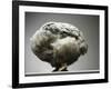 Chicken-Adrianna Williams-Framed Photographic Print