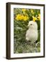 Chicken-Lynn M^ Stone-Framed Photographic Print