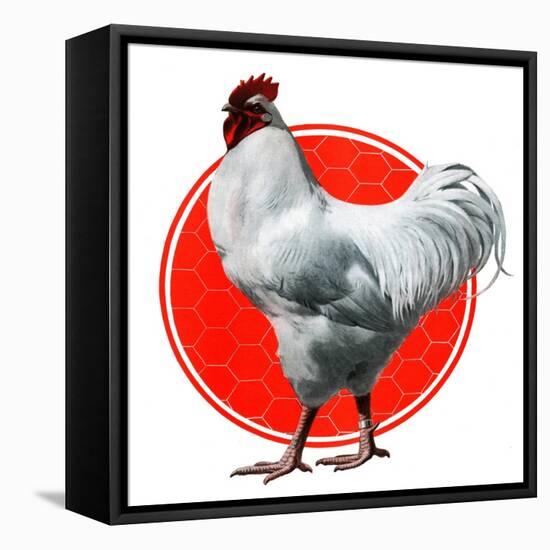 Chicken-Charles Bull-Framed Stretched Canvas