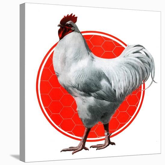 Chicken-Charles Bull-Stretched Canvas