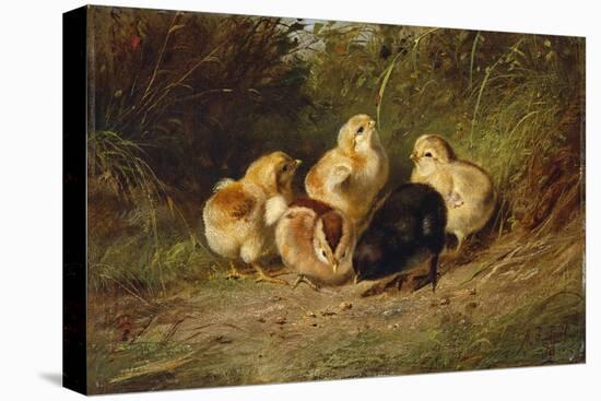 Chickens, 1878-Arthur Fitzwilliam Tait-Stretched Canvas