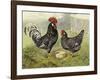 Chickens: Anconas-Lewis Wright-Framed Art Print