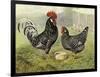 Chickens: Anconas-Lewis Wright-Framed Art Print