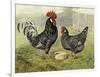 Chickens: Anconas-Lewis Wright-Framed Art Print