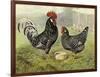 Chickens: Anconas-Lewis Wright-Framed Art Print