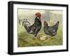 Chickens: Anconas-Lewis Wright-Framed Art Print