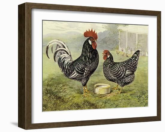 Chickens: Anconas-Lewis Wright-Framed Art Print