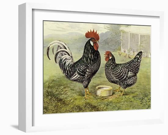 Chickens: Anconas-Lewis Wright-Framed Art Print