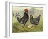 Chickens: Anconas-Lewis Wright-Framed Art Print