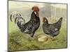 Chickens: Anconas-Lewis Wright-Mounted Art Print