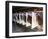 Chickens are Shown in Cages at Whiting Farms in Delta, Colorado, on Thursday, June 8, 2006-John Marshall-Framed Photographic Print