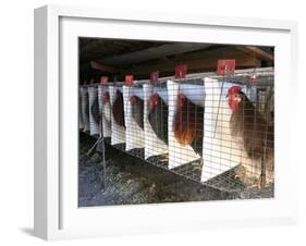 Chickens are Shown in Cages at Whiting Farms in Delta, Colorado, on Thursday, June 8, 2006-John Marshall-Framed Photographic Print