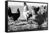 Chickens Black and White-Microstock Man-Framed Stretched Canvas