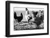 Chickens Black and White-Microstock Man-Framed Photographic Print