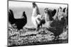 Chickens Black and White-Microstock Man-Mounted Photographic Print