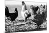 Chickens Black and White-Microstock Man-Mounted Photographic Print