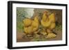 Chickens: Buff Cochins-Lewis Wright-Framed Art Print