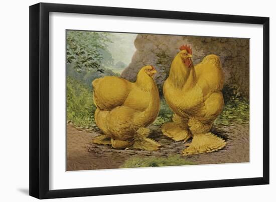 Chickens: Buff Cochins-Lewis Wright-Framed Art Print