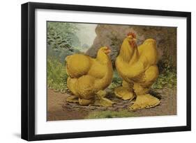 Chickens: Buff Cochins-Lewis Wright-Framed Art Print